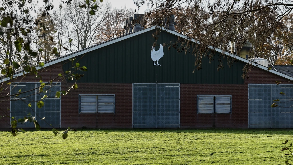 Ophokplicht voor pluimvee vervalt, behalve in Gelderse Vallei