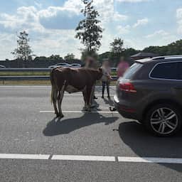 Losgebroken koe wandelt plots over snelweg: 'Wilde Westen, maar dan op de A2'