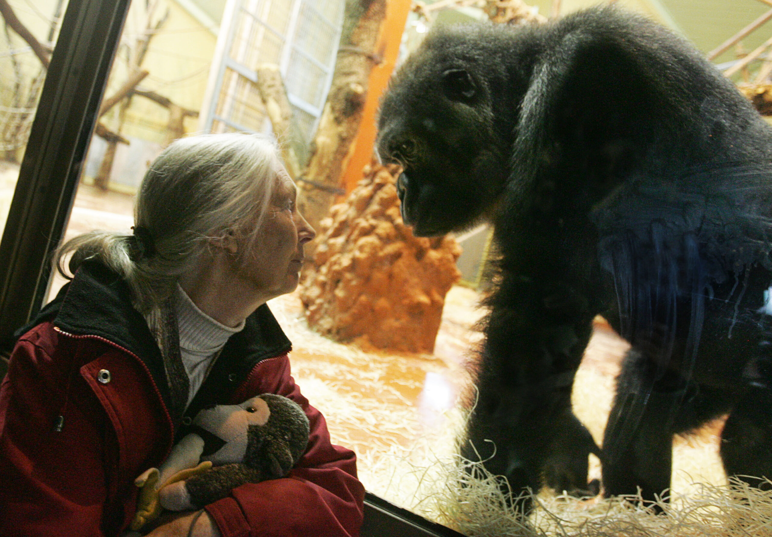 Jane Goodall (91), beroemd primatologe en pleitbezorger van natuurbescherming, overleden