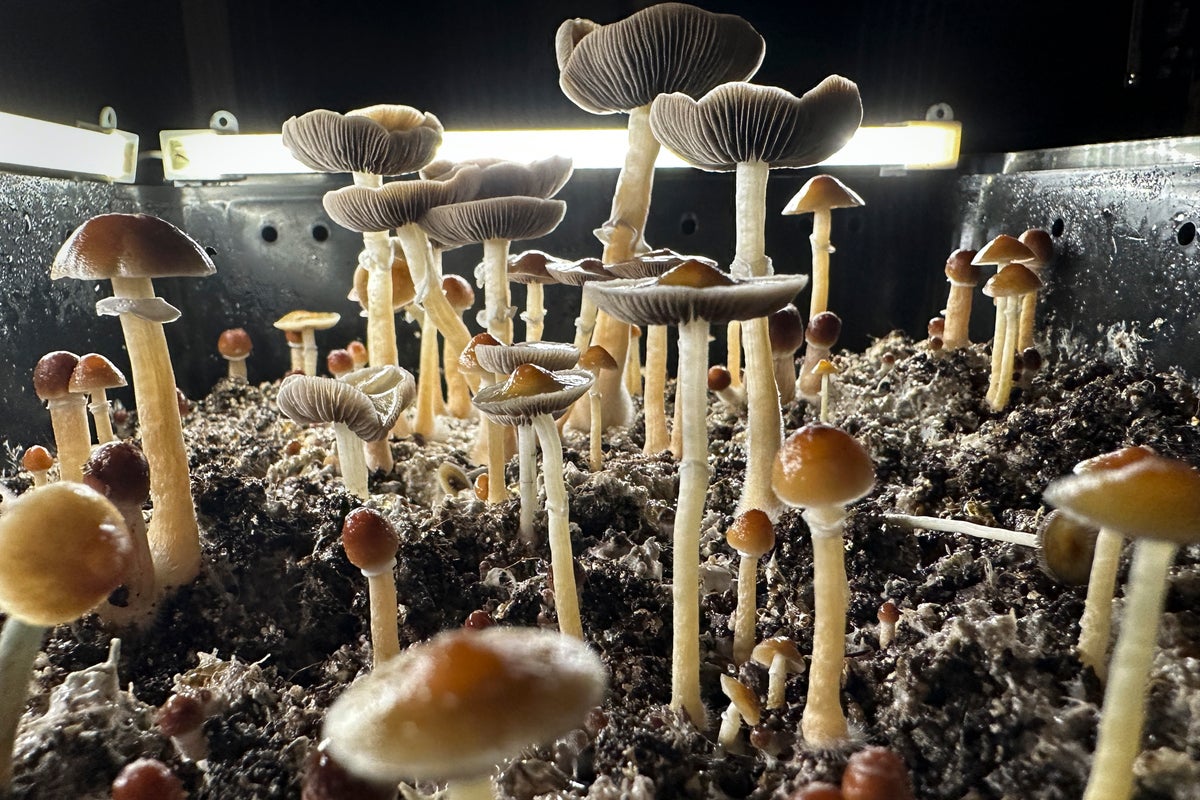 Magic mushrooms put most veterans’ PTSD into remission, according to breakthrough study