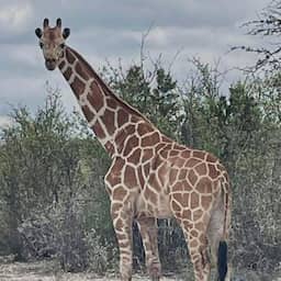 Giraffe die twee weken geleden wegliep van een ranch in Texas is terecht