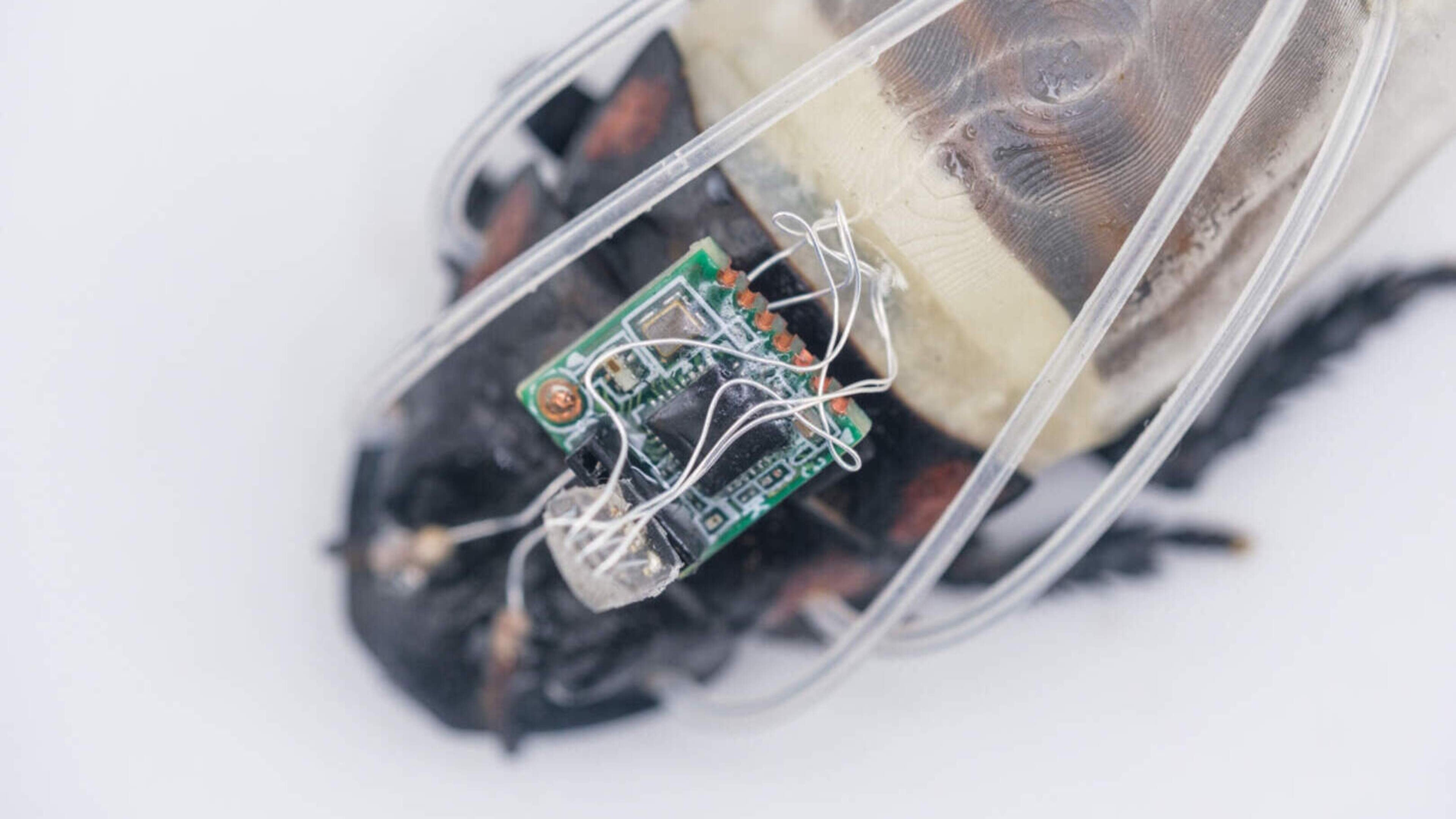 Cyborg-kakkerlak in miniduikpak: nieuwe bizarre redder van de mensheid