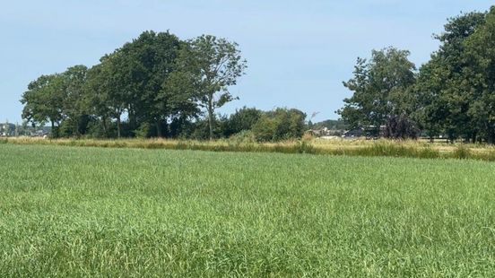 'Grasfalt' bedreigt wilde bijen: 'Het lijkt groen, maar er leeft steeds minder'