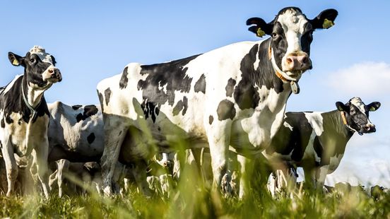 Provincie dreigt weer stikstofplan van tafel te vegen: is ramkoers nog af te wenden?