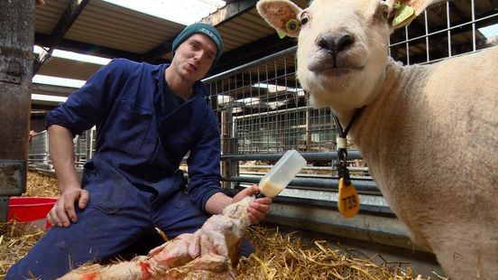 De Epema's leven voor de lammerperiode