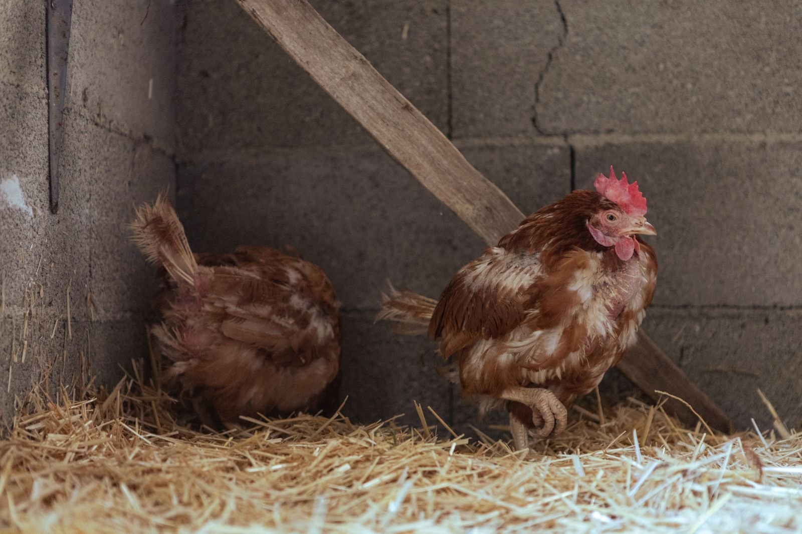 Ophokplicht voor pluimvee na drie uitbraken van vogelgriep
