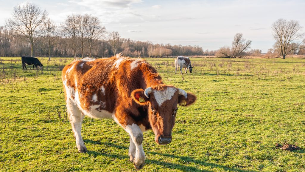 Adviesraad: overheid belemmert verduurzaming van landbouw