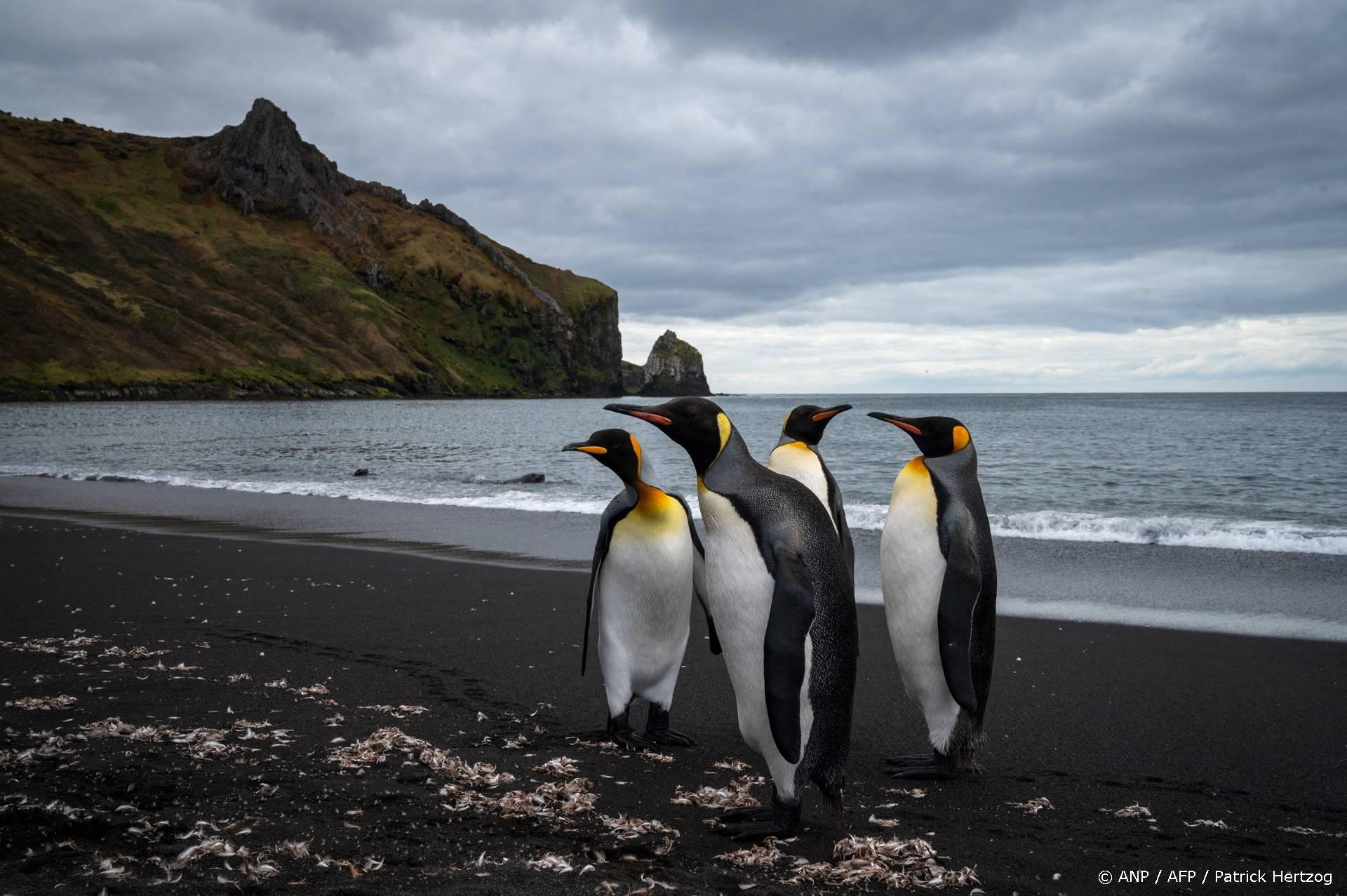 Keizerspinguïn door klimaatverandering nu bedreigde diersoort