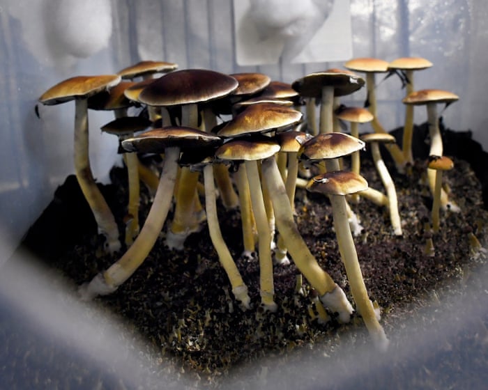 ‘Can I have some, please?’: has Trump opened the door to a psychedelic future?