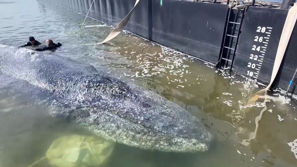 Reddingspoging bultrug Timmy aan de gang, nog lange weg te gaan