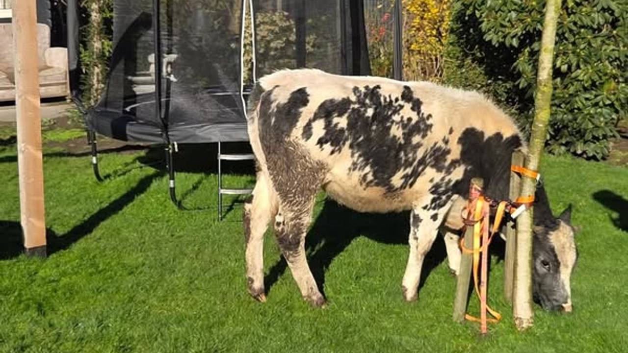 Bewoners schrikken op van ontsnapte koe in achtertuin
