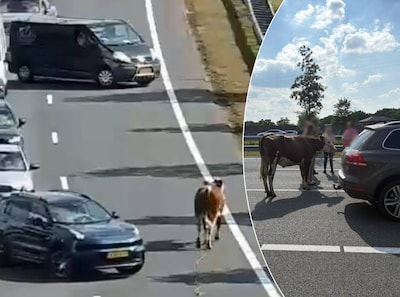 Bestuurders moeten remmen voor koe op de snelweg: ‘Het wilde westen, maar dan op A2’