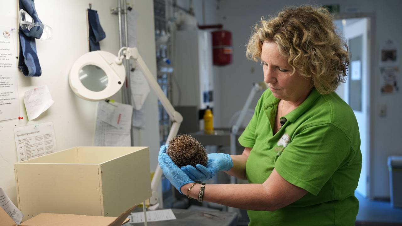 Hitte zorgt voor overvolle wildopvang: ‘Houden ons hart vast voor wat komt’