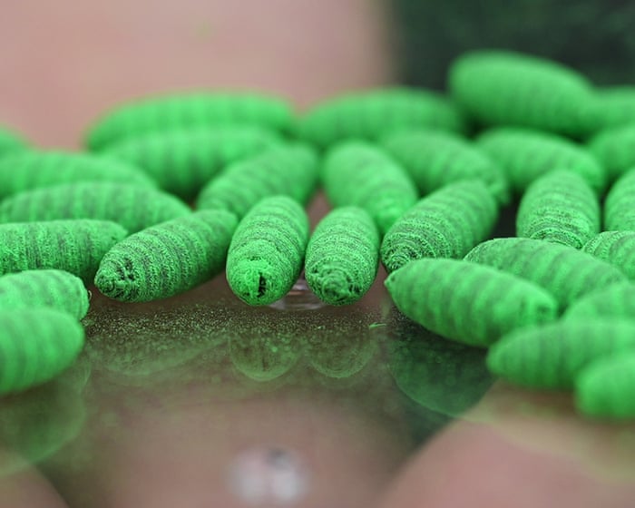 US screwworm cases rise as outbreak spreads beyond initial contamination zones