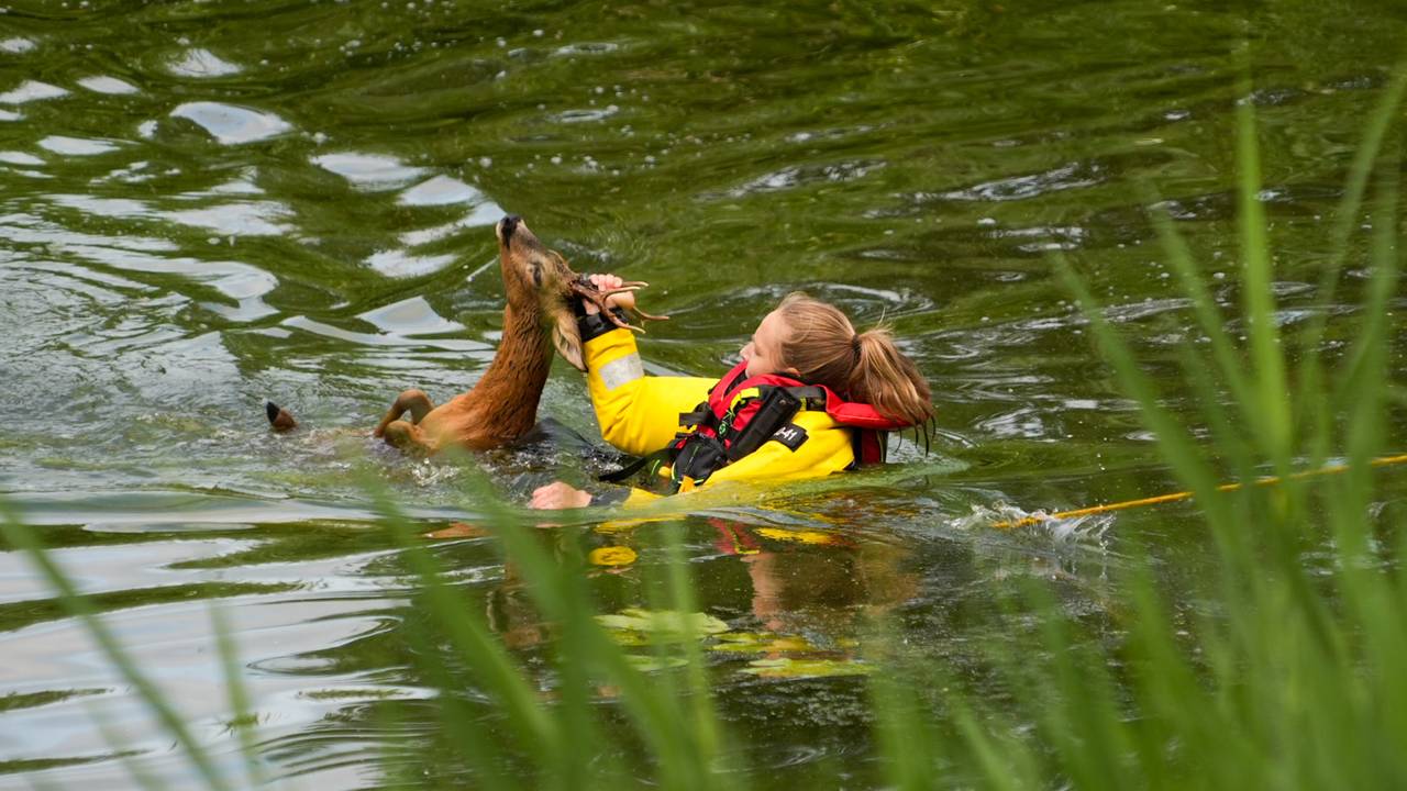 Ree uit het kanaal bij Helmond gered, dier weer losgelaten in de bossen