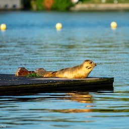 Zeehond in Amsterdam is dezelfde die vorige week in Utrecht zwom