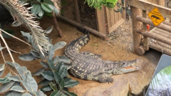 Man arrested on suspicion of attempted murder after boy injured in crocodile enclosure