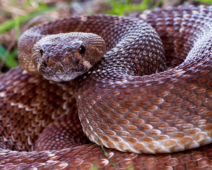 California county records sixth person bitten by rattlesnake in under a month