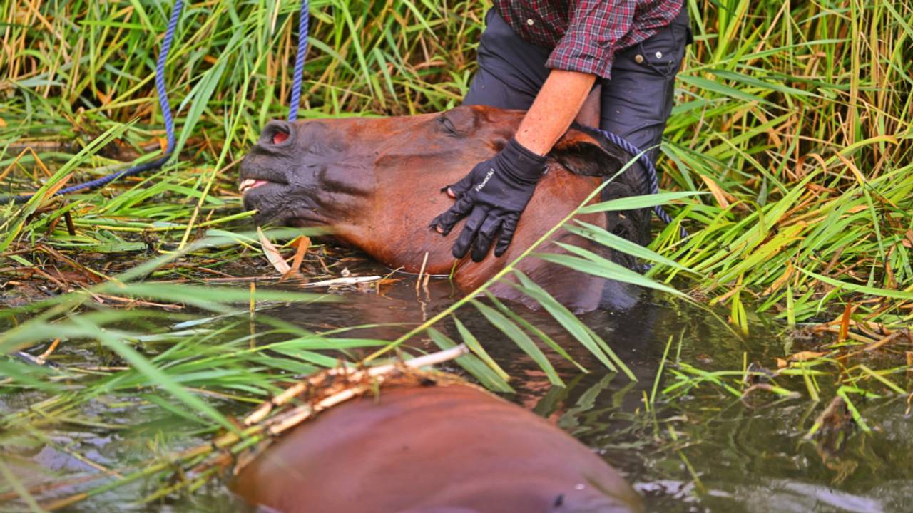 Voorbijganger schiet te hulp als paard en ruiter in sloot belanden