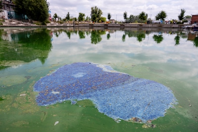 Blauwalg ontwikkelt zich sneller dan normaal door hitte: ‘Bij twijfel: ga niet het water in’
