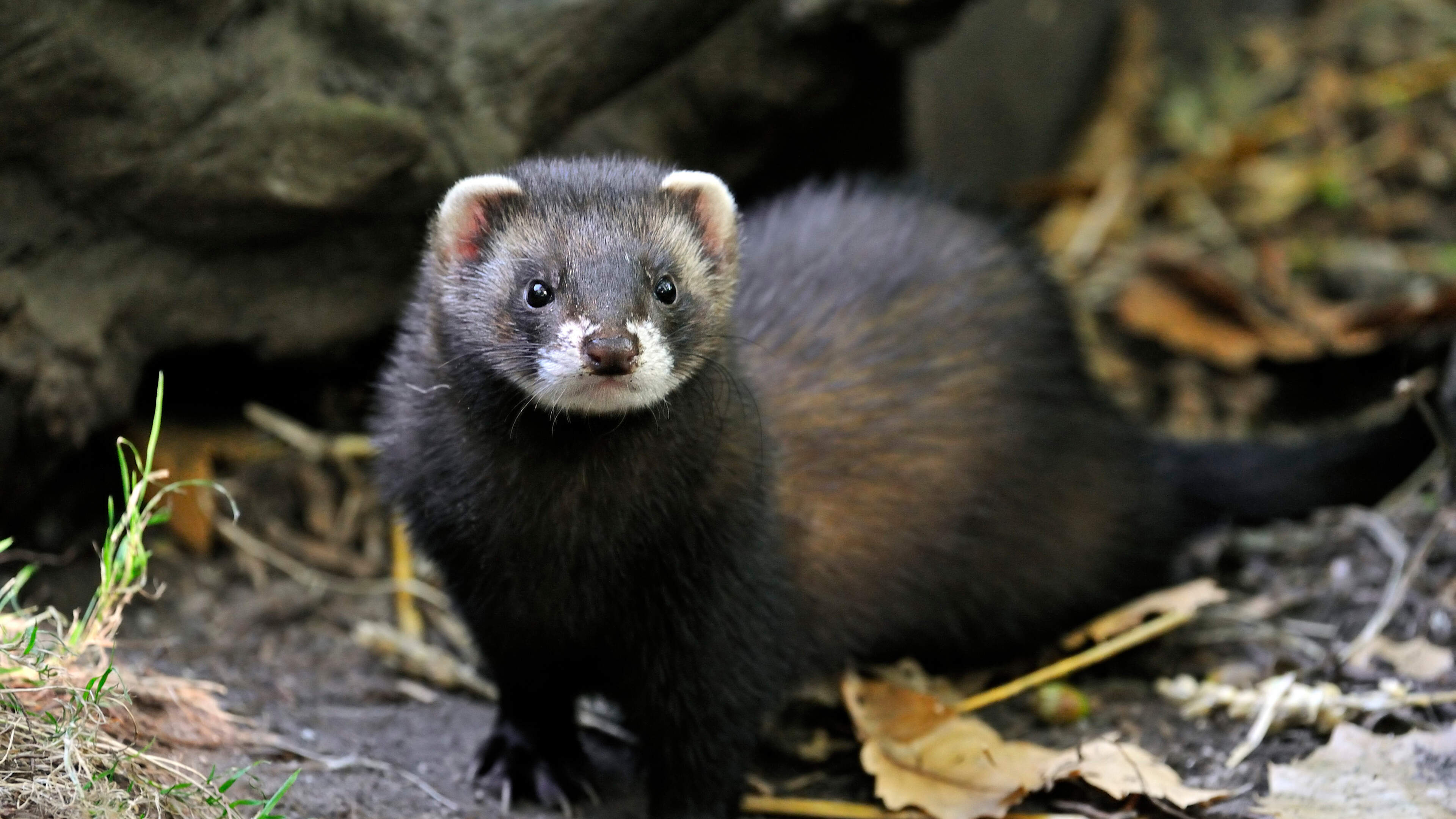 Keutel van bunzing legt bouwproject half jaar plat: ’Zo werkt dat in Nederland’