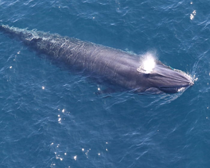 ‘God squad’ waives endangered species law to allow US drilling in Gulf of Mexico