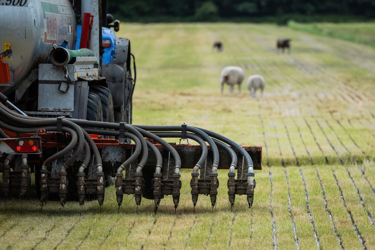 Ook met het ambitieuze pakket gaat Nederland nog niet volledig van het stikstofslot, berekent het PBL. De veestapel zal nog altijd moeten krimpen