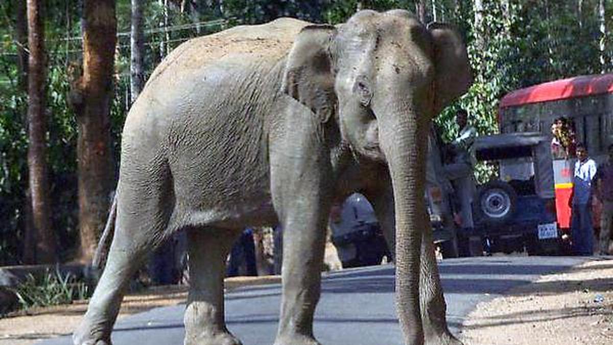 PUC student killed in elephant attack in Kodagu