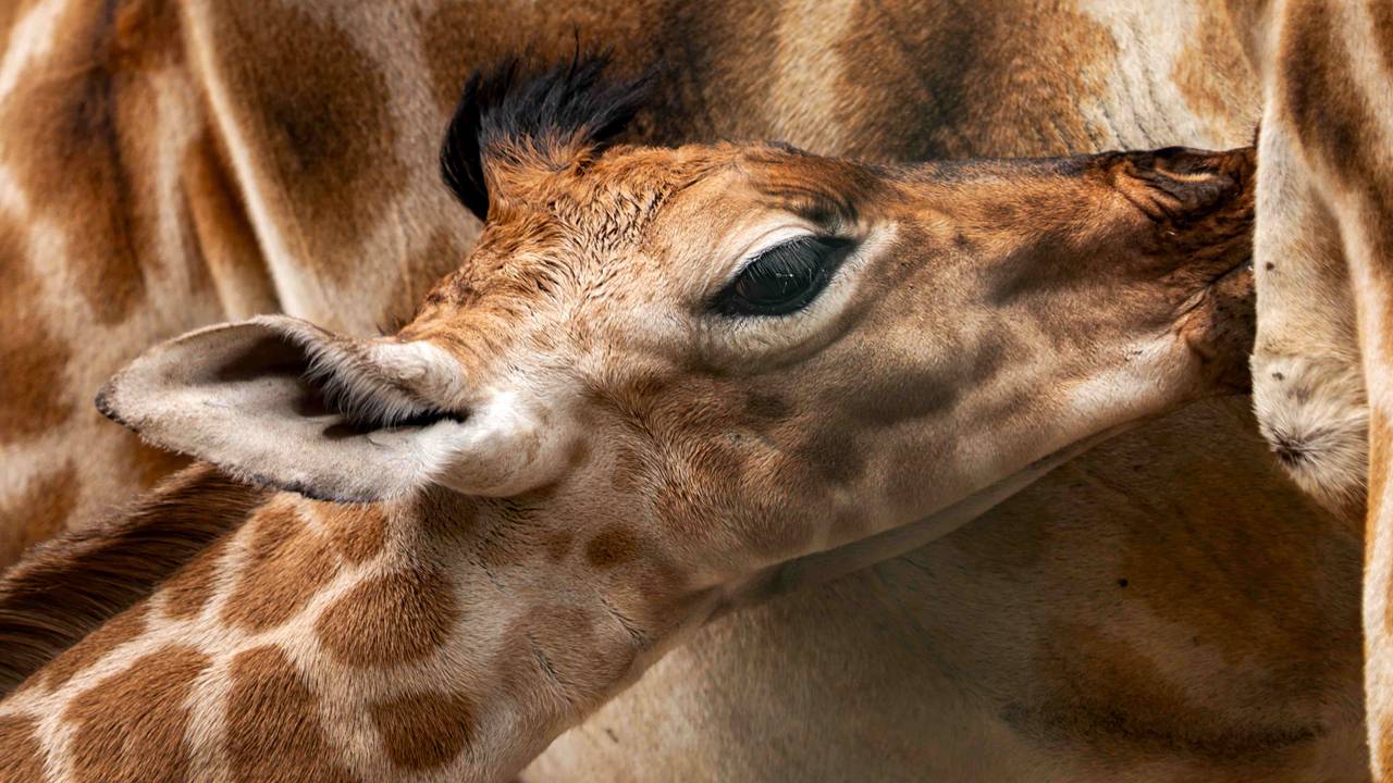 Twee Nubische giraffen geboren in de Beekse Bergen en meer jonkies op komst