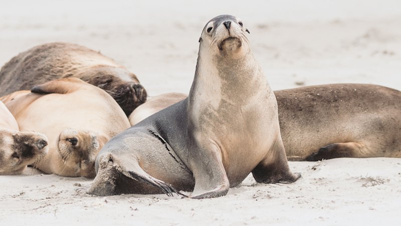Local transmission of H5N1 confirmed as alarm sounds for local birds, sea lions