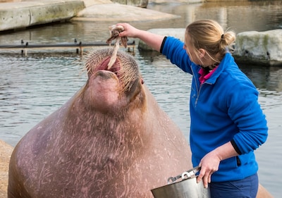 Dolfinarium hoeft shows voorlopig niet aan te passen: rechter fluit overheid terug