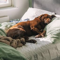 Zomertijd weer ingegaan: klok uur vooruit, 's avonds langer licht