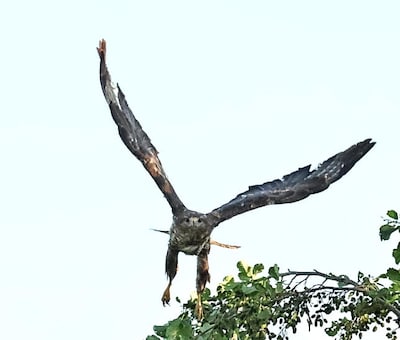 Agressieve buizerd valt mensen aan in Groningen: ‘Maak jezelf groot en sla met je armen’