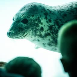 Zeehondencentrum voorlopig gered van faillissement na 'overweldigende steun'