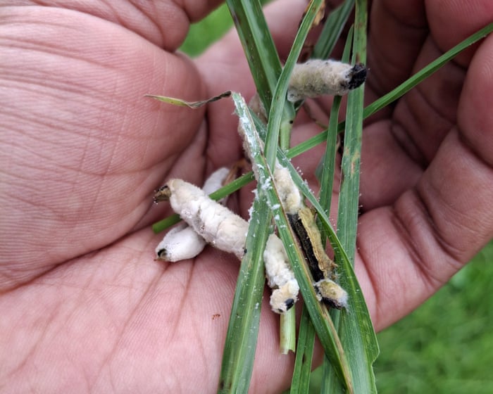 Halting the march of the African armyworm: a natural cure offers hope to farmers