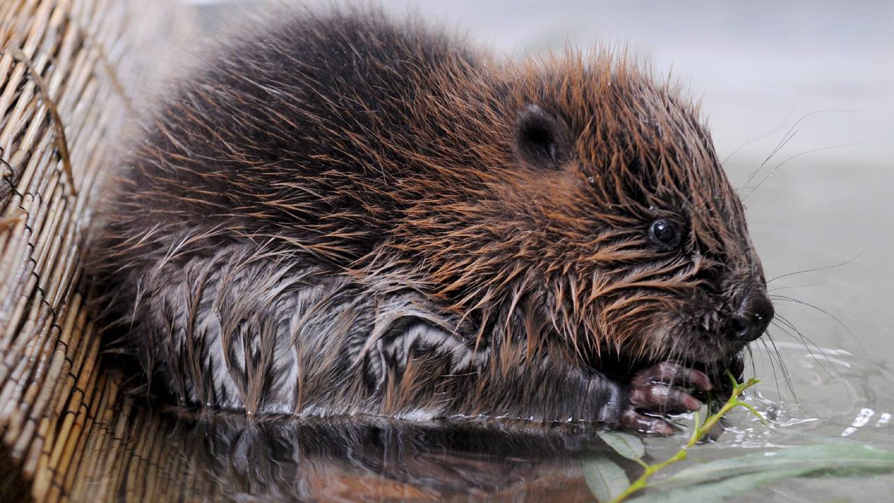 Eerste Brabantse bever langs de Maas heeft zender om gedrag te onderzoeken
