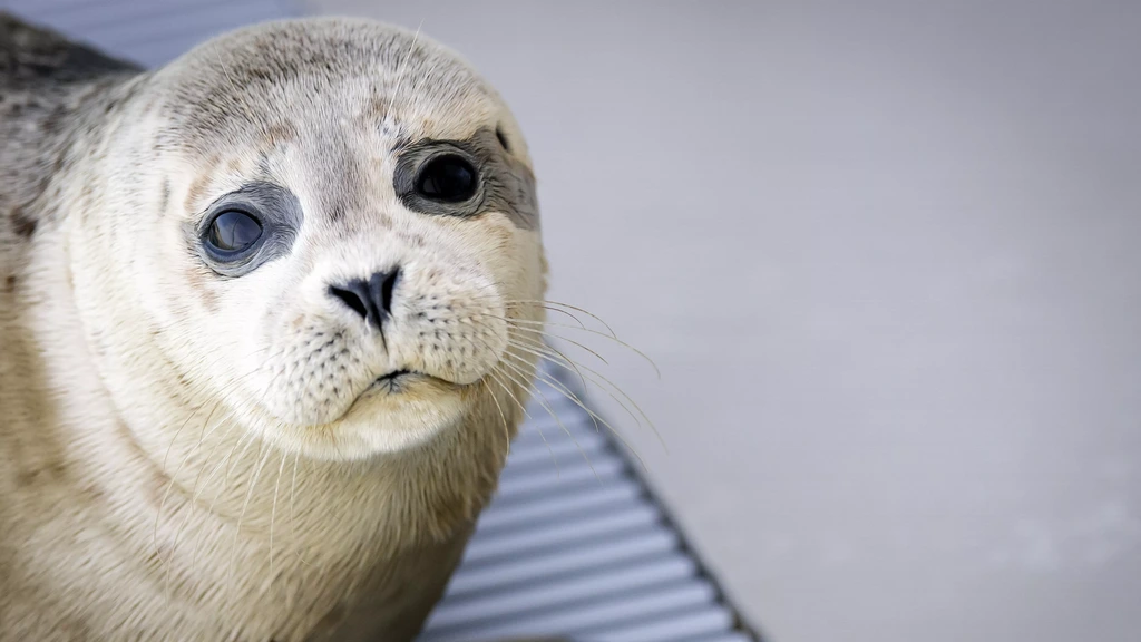 Zeehondencentrum stelt voorgenomen faillissement met een week uit