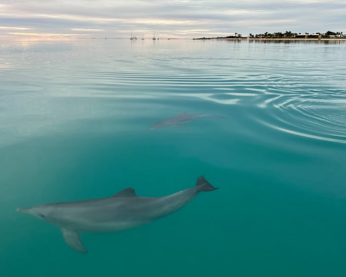 Female dolphins remember who is aggressive when choosing a mating partner, research shows