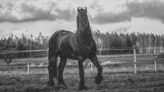 De strijd om het zuivere bloed: de geschiedenis van een gesloten stamboek