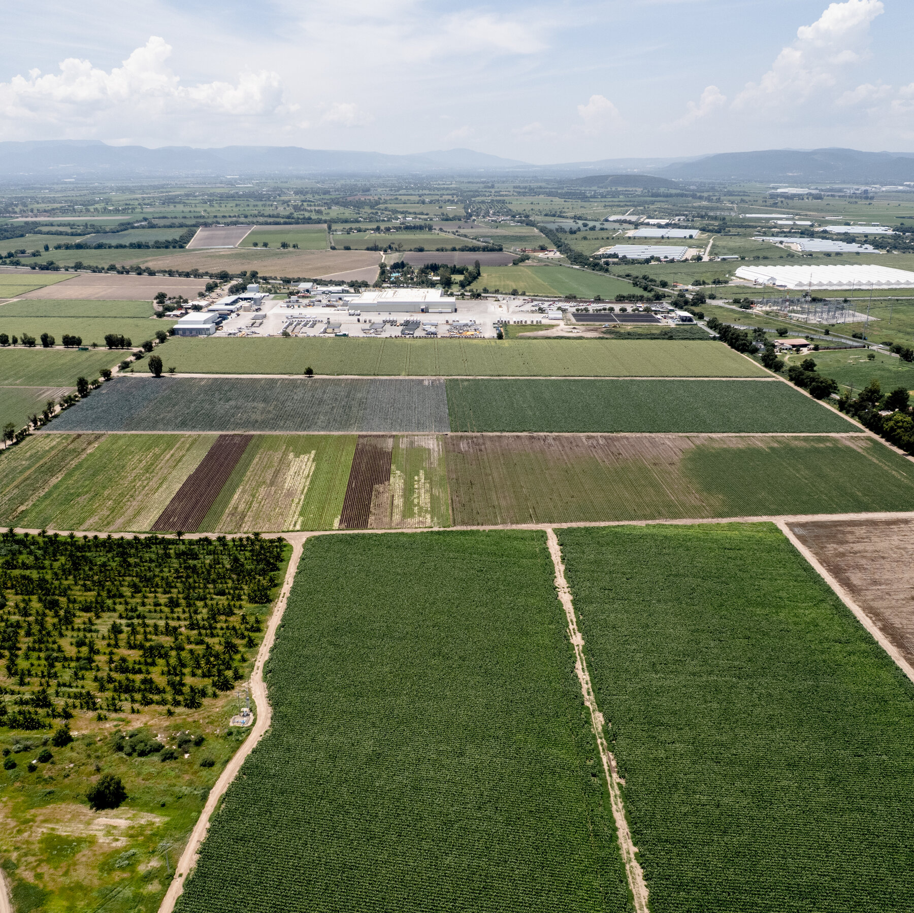 As Cyclospora Cases Climb, FDA Official Says Food Supply Is Safe