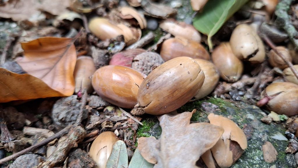 Bos al bezaaid met eikels, goed nieuws voor het wild en de verjonging van het bos