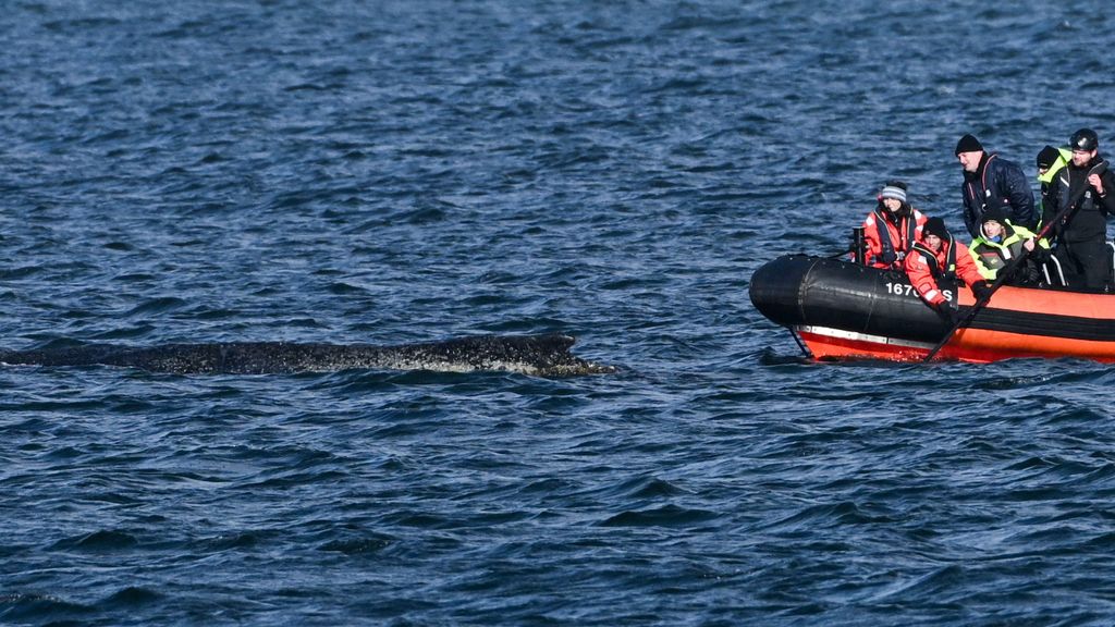 Gestrande bultrug zwemt weer in Oostzee, maar heeft nog lange weg te gaan