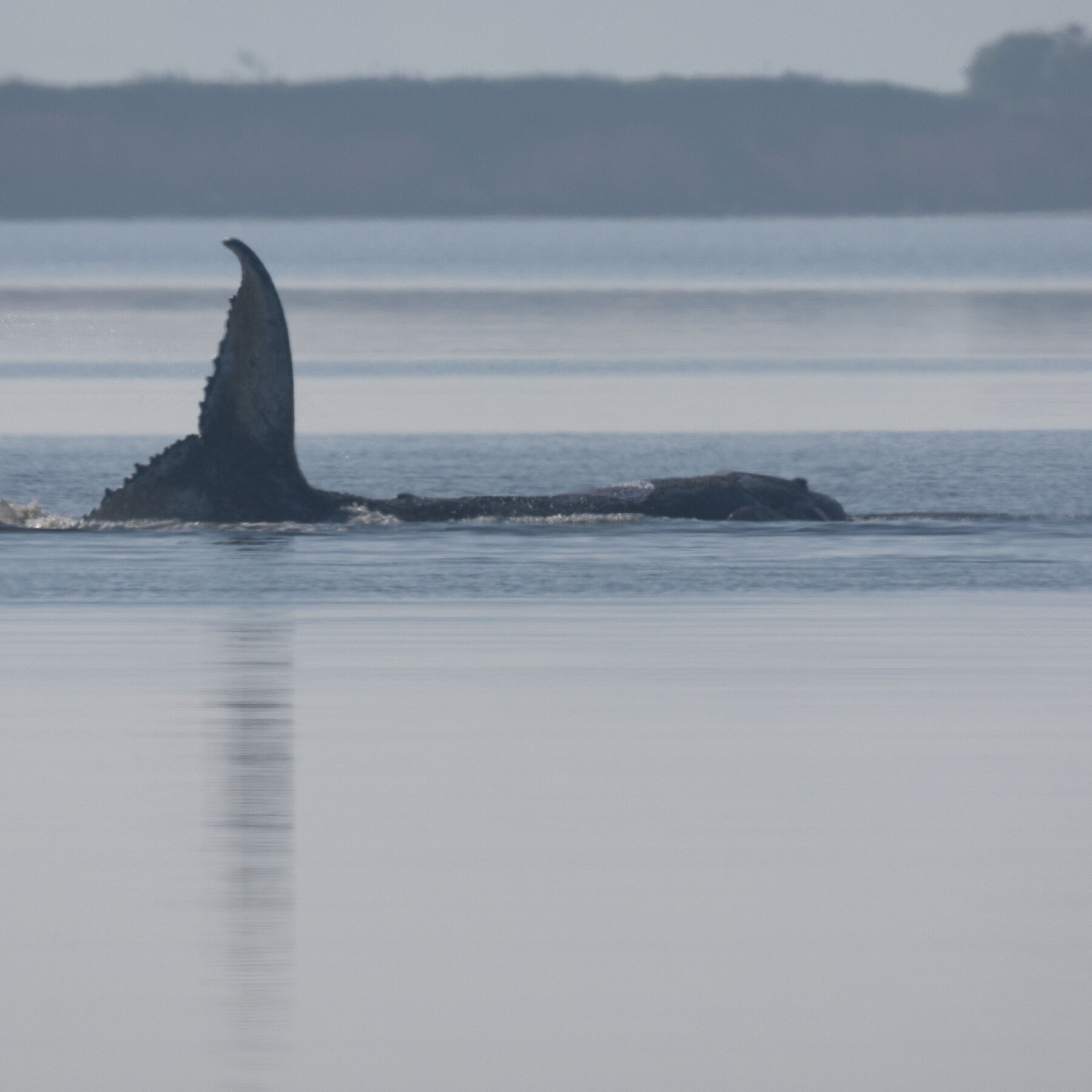 Timmy the Whale Got Stranded Off the German Coast. Then Things Got Weird.