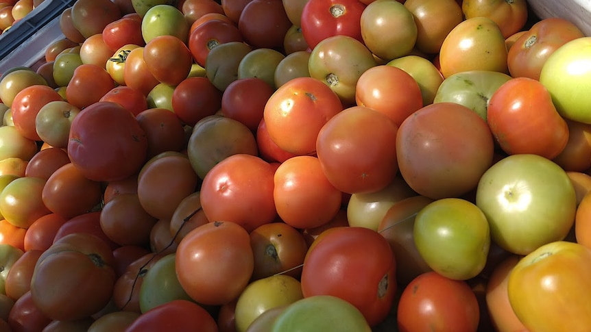 Household waste could make for sweeter tomatoes