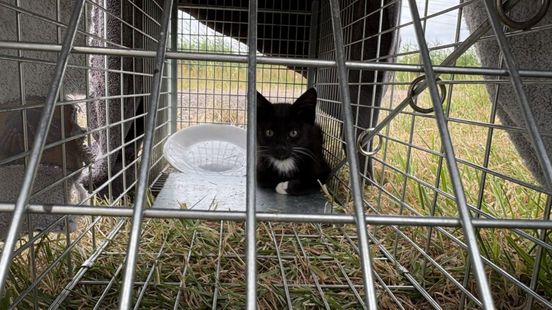 Machinist uit Zuidbroek zorgt dat katten langs spoor worden gered: 'Ik wil ze wel adopteren'