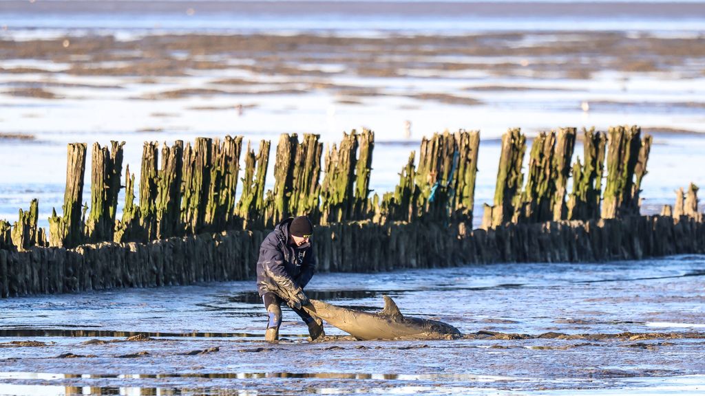 Opnieuw dolfijn aangespoeld bij Friese Wierum, zelfde plek als woensdag