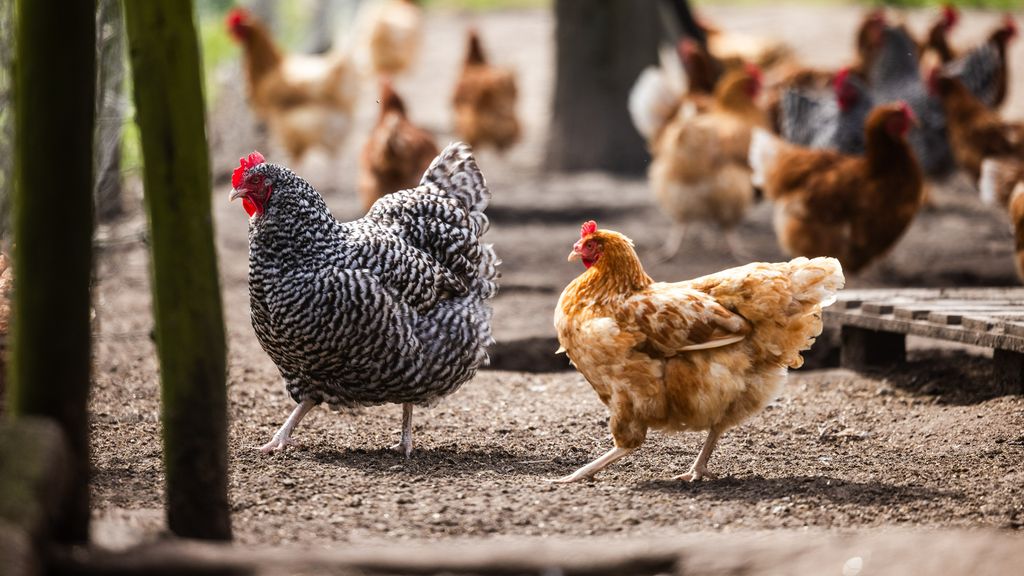 Wormen belangrijkste oorzaak van PFAS in eieren van hobbykip