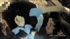 Police bodycam shows officers handcuffing stabbed student as he lay dying