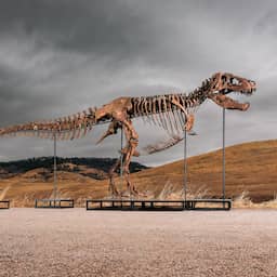Skelet van tyrannosaurus rex geveild voor recordbedrag van 50 miljoen dollar