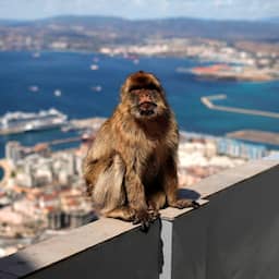 Aapjes in Gibraltar leerden mogelijk aarde eten om tegen snacks te kunnen